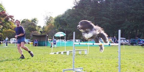 More information on Kawerau's many Dog Shows