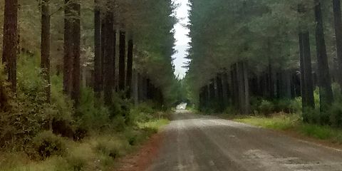 Tarawera Forest