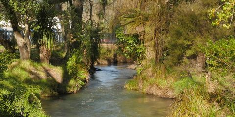 More information on Ruruanga Stream Walk