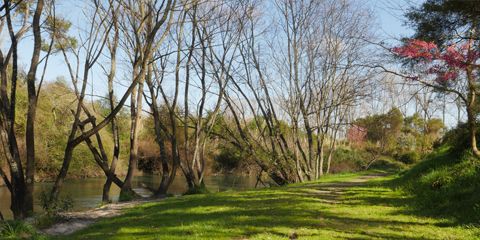 More information on Tarawera River Walk